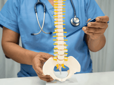 Doctor explaining spine model
